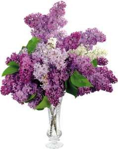 Lilac PNG-85137